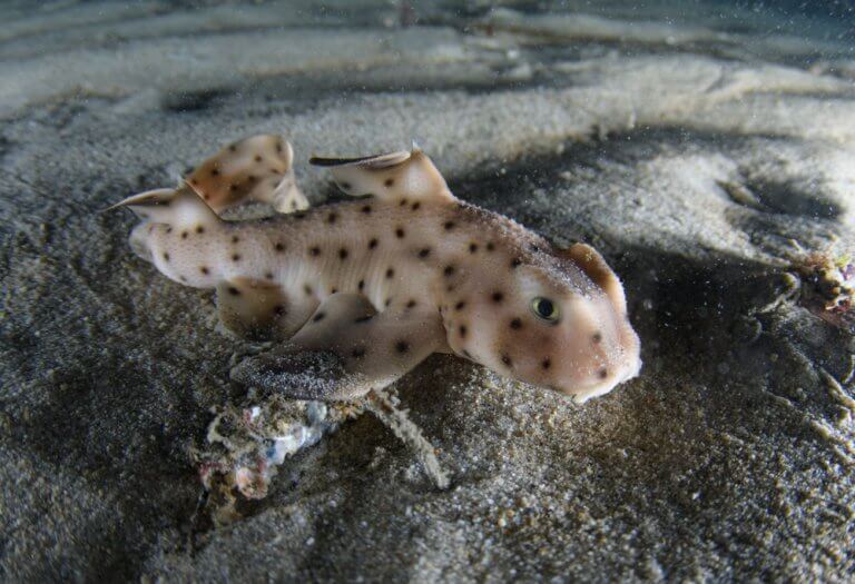 A baby horn shark.