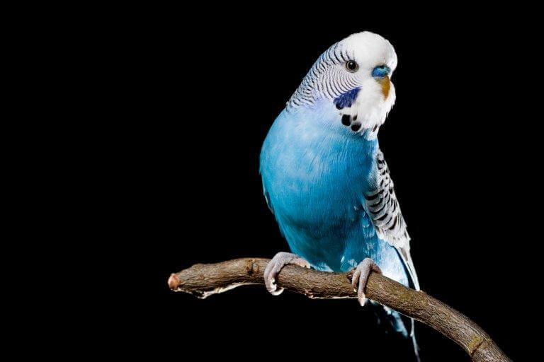blue parakeet
