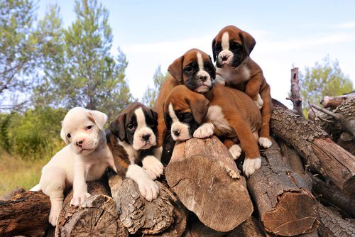 Five puppies on a wood pile.