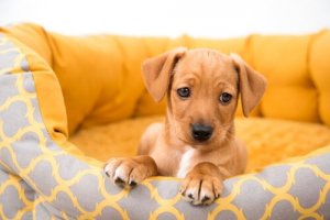 Buying a Dog: Risks of Buying From Individuals