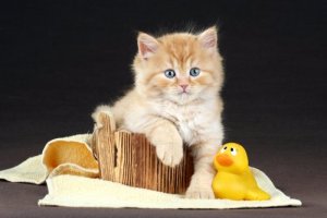 A cat with a plastic duck.