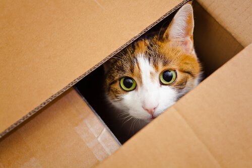 cat looking out of cardboard box