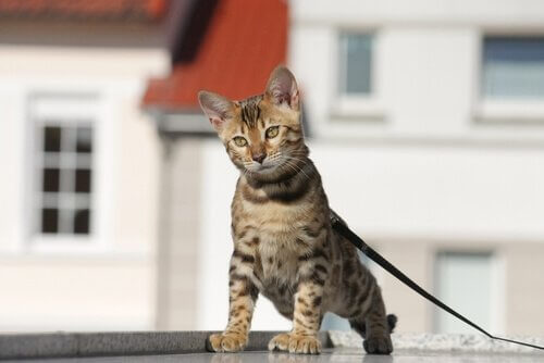 A cat on a leash.