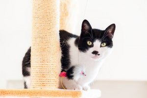 A cat scratcher to avoid declawing your cat.