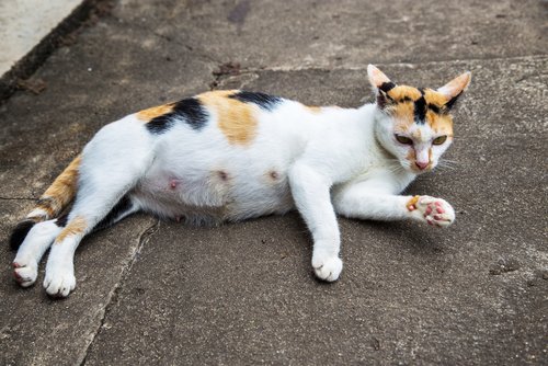 Calico cat lying down during cat gestation.