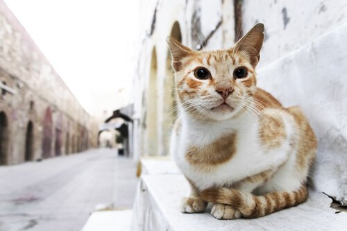 A cat sitting in the street.
