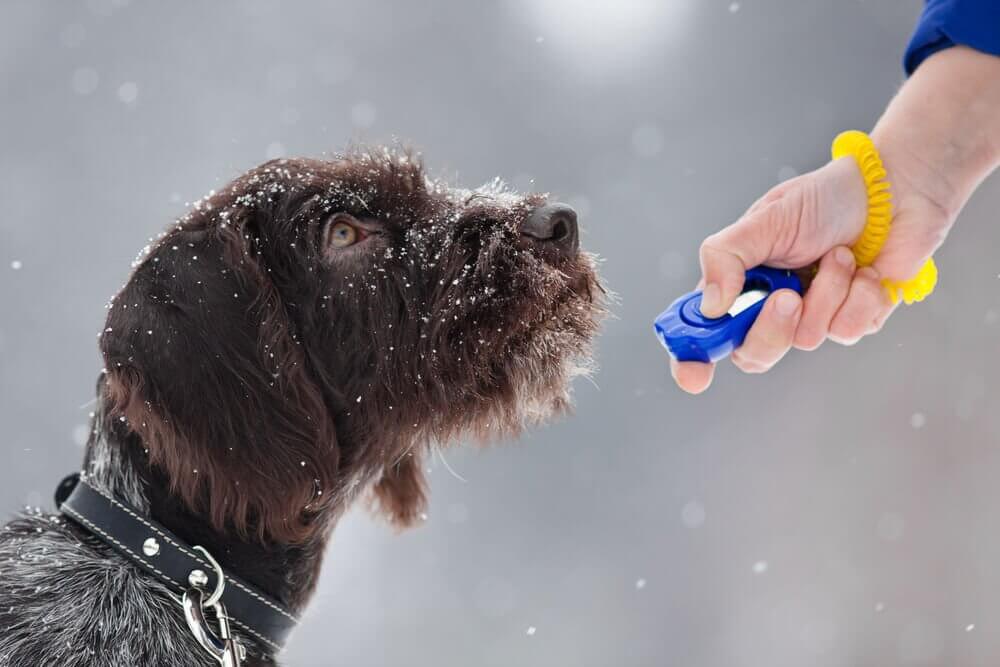 A dog being trained with the clicker training method.