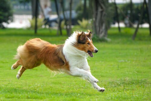 Lassie the movie dog.