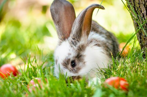 curiosities about rabbits