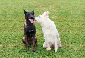 10 Tips for Dealing with Excessively Sexual Behavior in Dogs