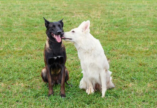 10 Tips for Dealing with Excessively Sexual Behavior in Dogs