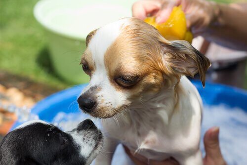 A small dog having a bath.