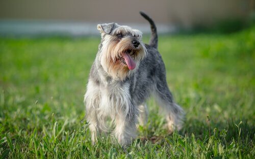 A happy dog in a field.