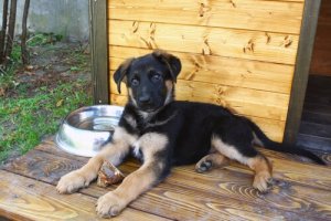 What to Keep in Mind when Choosing Your Dog’s Kennel