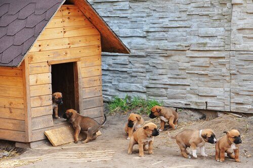 Puppies playing outside a dog kennel.