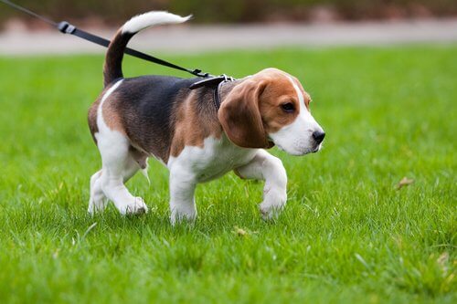 A beagle puppy on a lead.