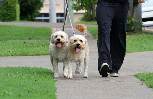 A dog walker walking two dogs.