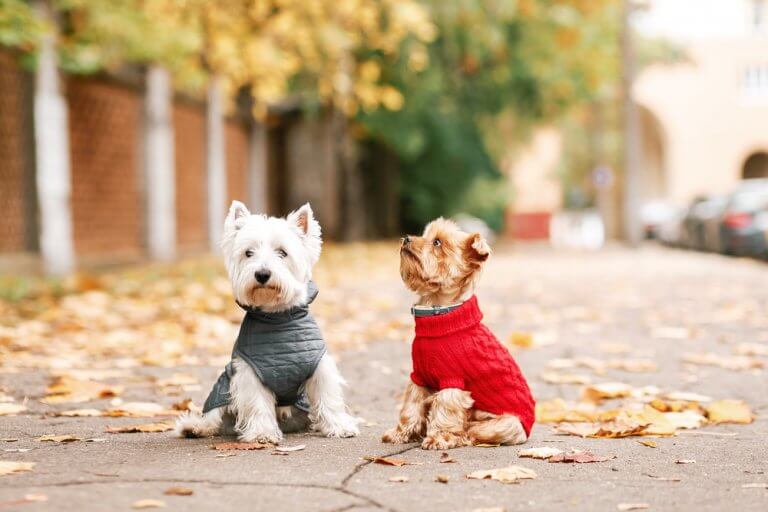 Two dogs wearing coats.