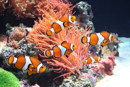 A school of clownfish in the sea.