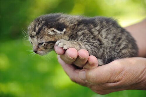 A tiny kitten being held.