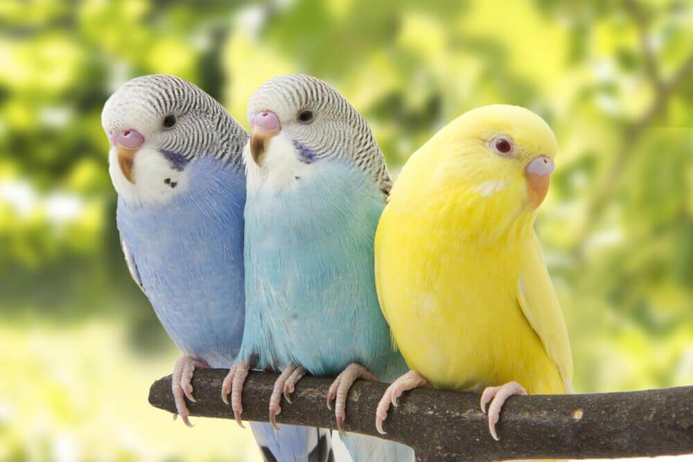 fun facts about parakeets