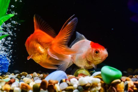 Two goldfish in an aquarium.