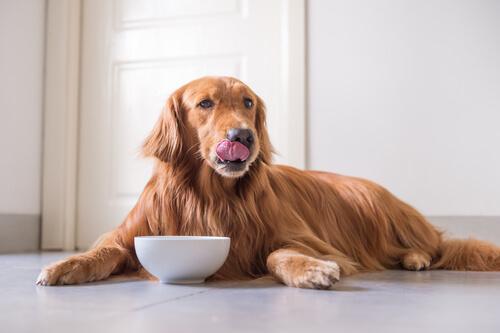 A dog lying in front of its bowl.