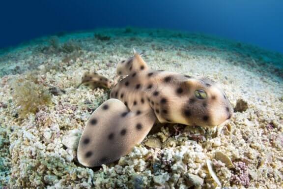 The Horn Shark: Habitat and Characteristics