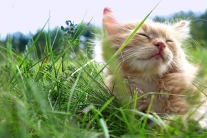 3 Tips for Keeping your Cat Cool in Summer