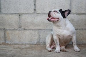 How to Prevent and Treat Leishmaniasis in Dogs