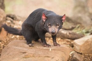 Australia: The Land of Marsupials