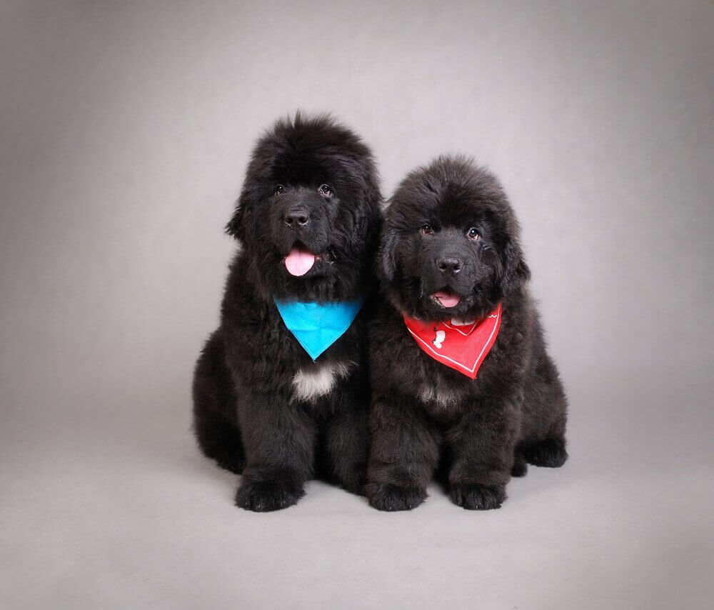 Newfoundland puppies are dogs that look like bears.