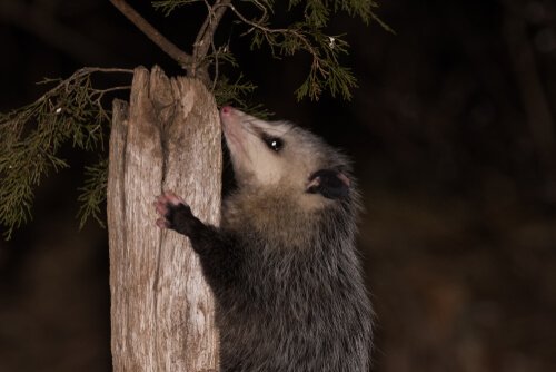 An opossum in a tree.
