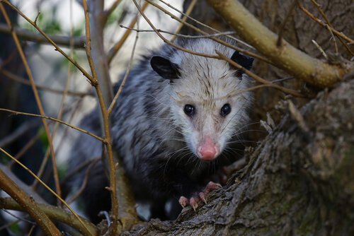 All About the Behaviour and Characteristics of Opossums