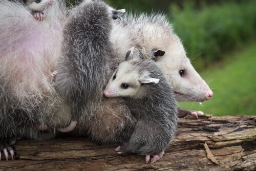 All About the Behaviour and Characteristics of Opossums - My Animals