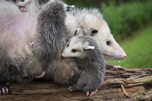 An opossum mother with her babies.