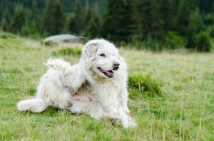 The Most Common Parasites in Dogs