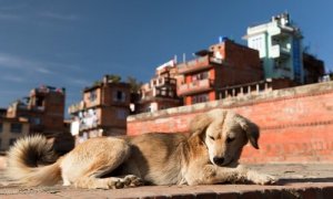 How Pollution Is Harming Your Dog