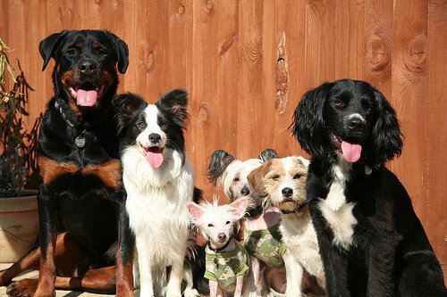 A collection of different dogs.