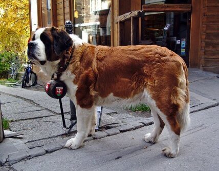 does the saint bernard bark a lot