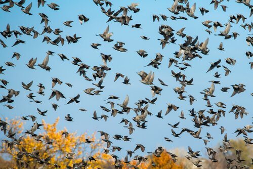A flock of starlings flying.