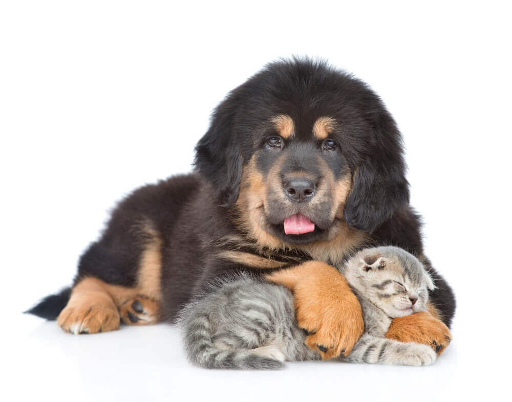 A Tibetan mastiff with a cat.
