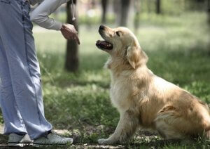 A Golden Retriever looking at its owner.