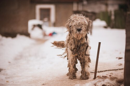 A dog tied up out on the snow.