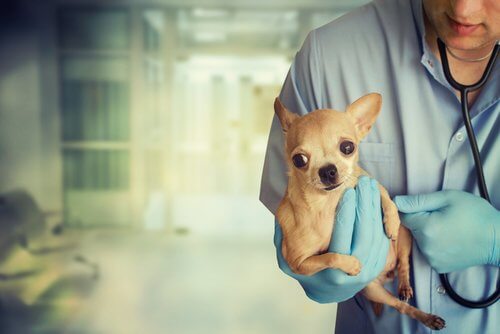 A chihuahua at the vets.