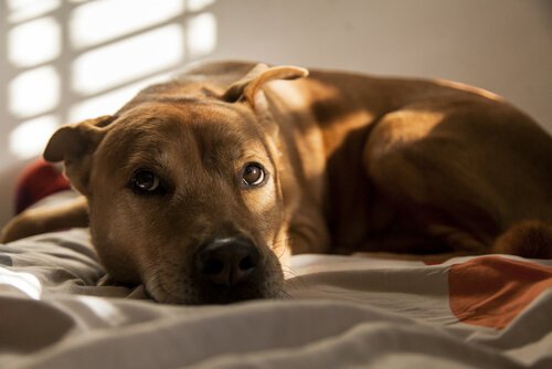 A dog lying peacefully on a bed.