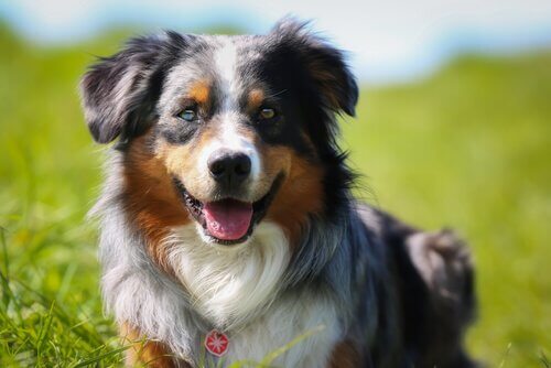 A dog outside with two different colored eyes.