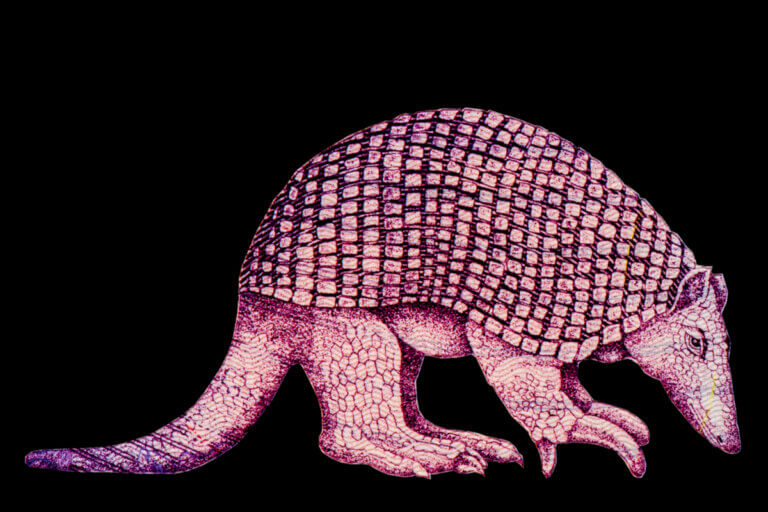 All About the Giant Armadillo