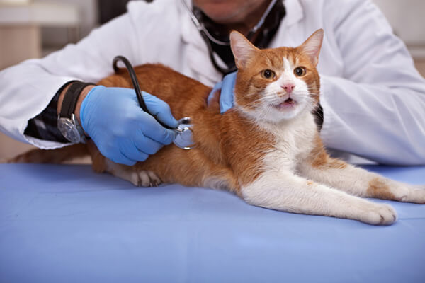 In-Home Veterinarians: What is This New Profession?