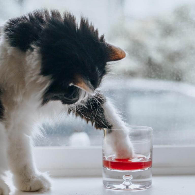 Cat dipping paw in wine for cats.
